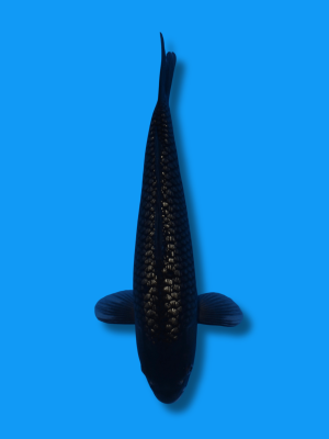 Ginrin Hajiro | Koi&Co.